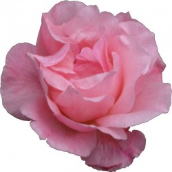 Rose fragrance