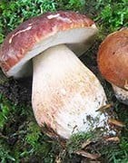 Les produits du terroir avec des champignons