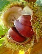 Local chestnut-based products - Online delicatessen
