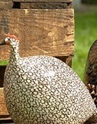 Keramik av Lussan-pärlhöns-kycklingar