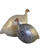 The guinea fowl of Lussan